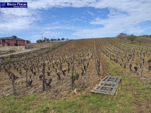 Magaz De Arriba Bierzo (El) tomt foto 6223984