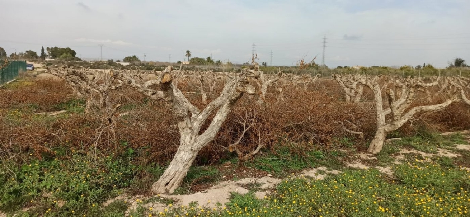  for sale plot Perleta Baix Vinalopó 5