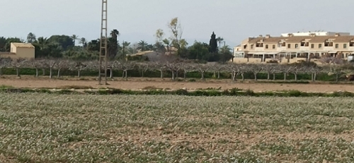 Maitino Baix Vinalopó plot foto 6262924