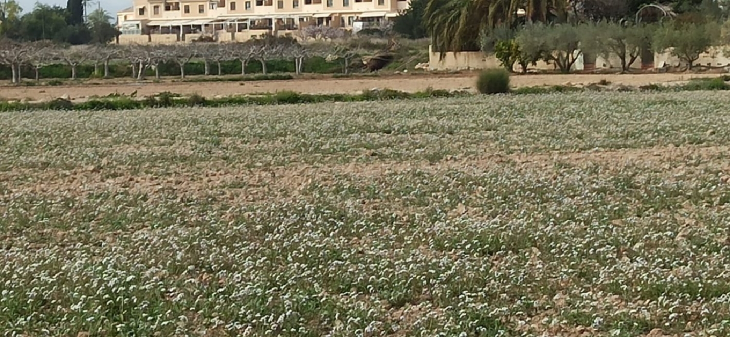 for sale plot Perleta Baix Vinalopó 2