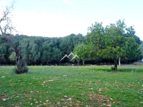 Manacor Llevant tomt foto 6256261