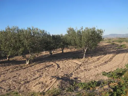 El Derramao Vinalopó Mitjà tomt foto 6183759