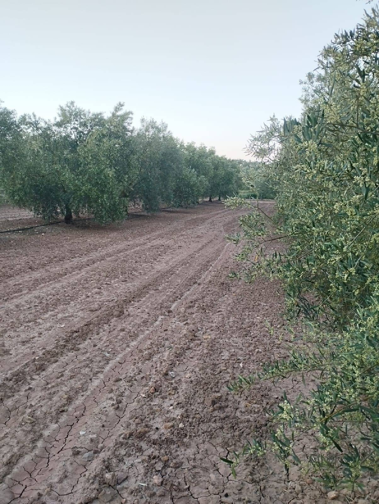  till salu tomt Mollina Antequera 1