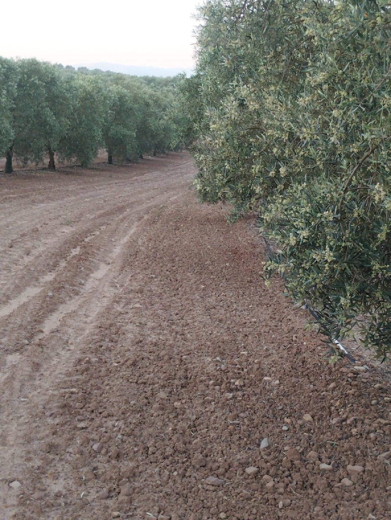  till salu tomt Mollina Antequera 3