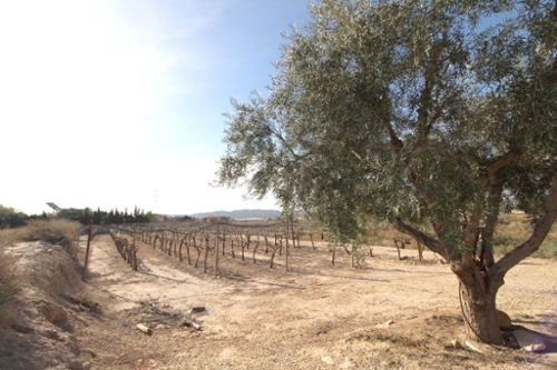 Monforte Del Cid Vinalopó Mitjà tomt foto 6226815