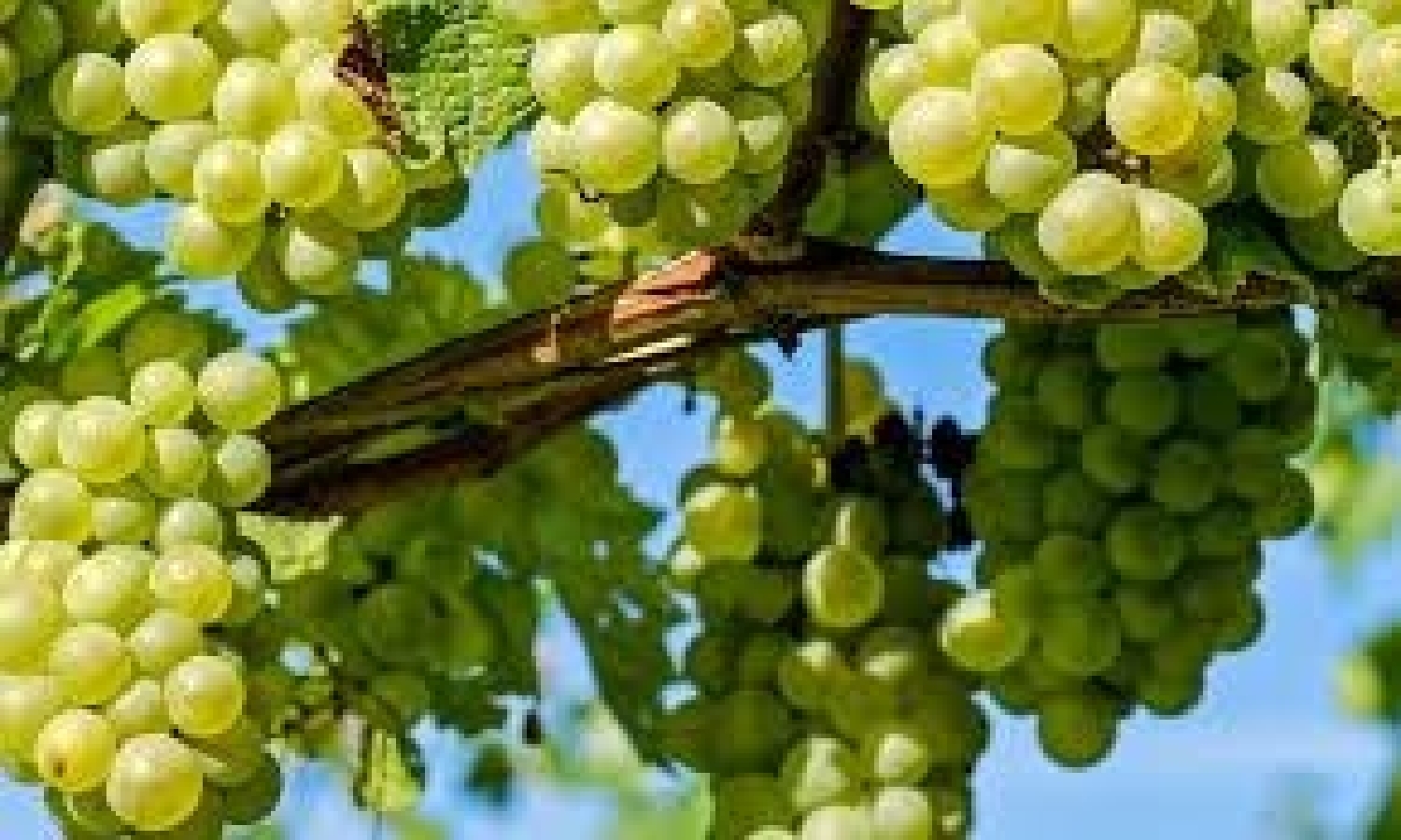 till salu tomt Monforte Del Cid Vinalopó Mitjà 2