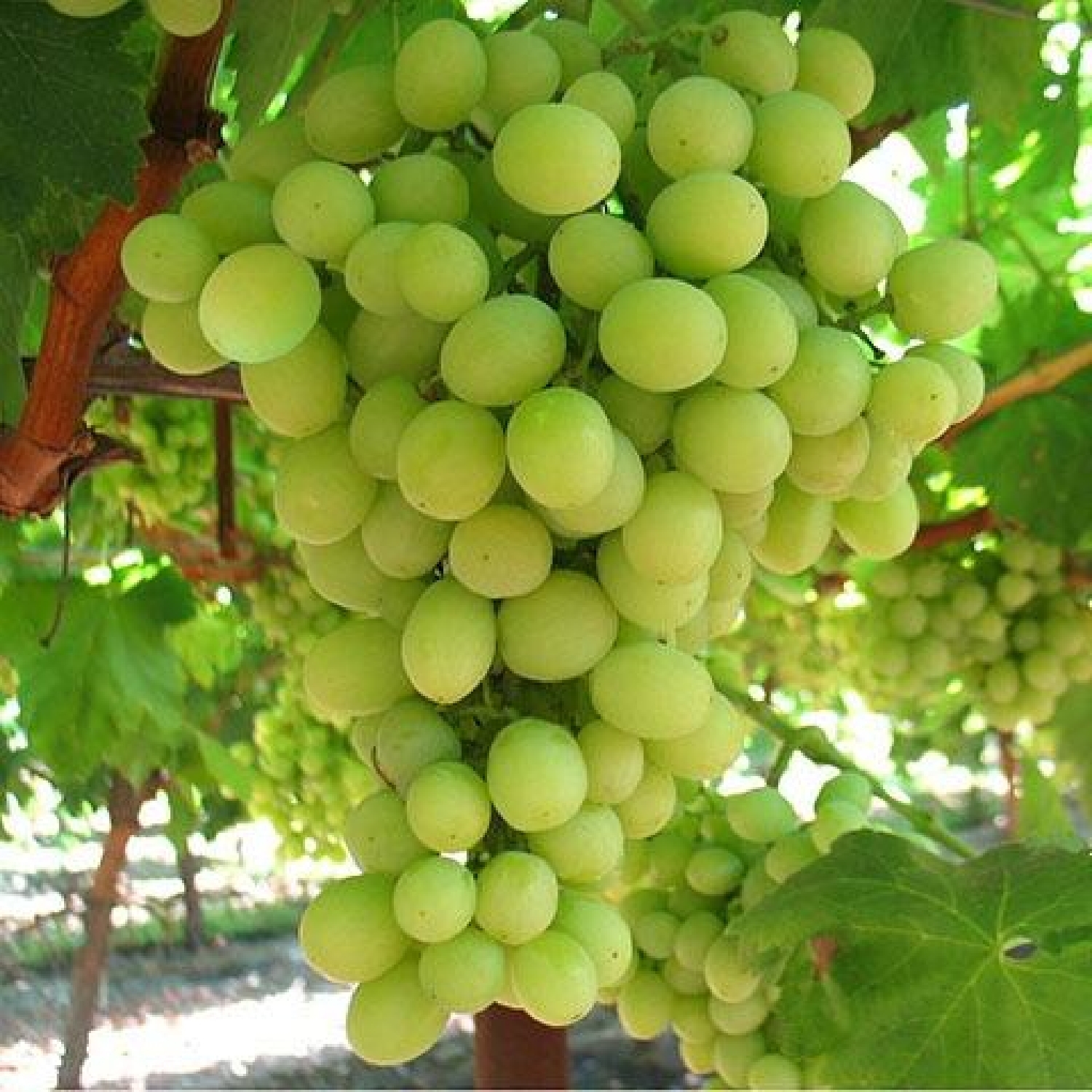  till salu tomt Monforte Del Cid Vinalopó Mitjà 1