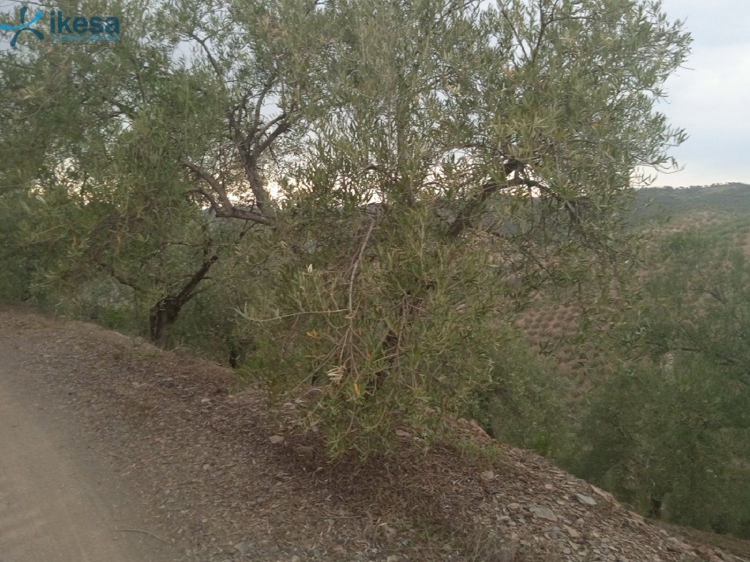  till salu tomt Montoro Alto Guadalquivir 5