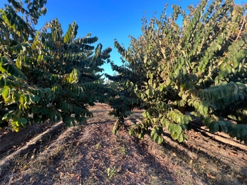 Motril Costa Tropical tomt foto 6264074