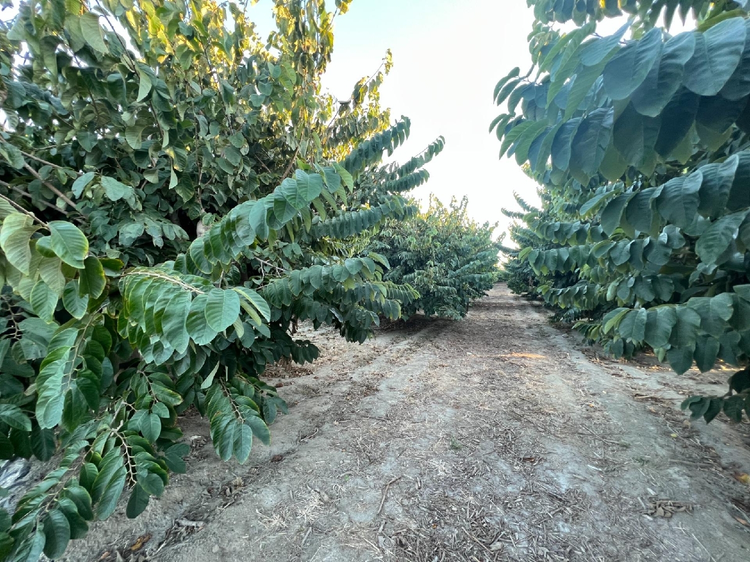 till salu tomt Motril Costa Tropical 2