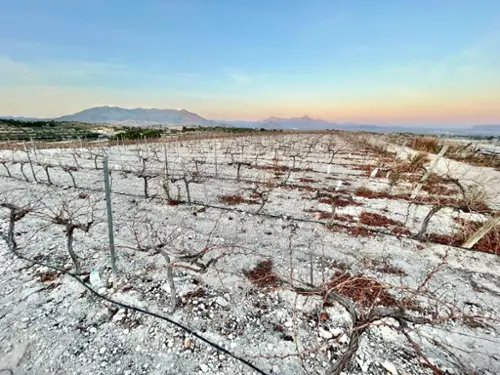 Els Montesinos Vinalopó Mitjà tomt foto 6190612