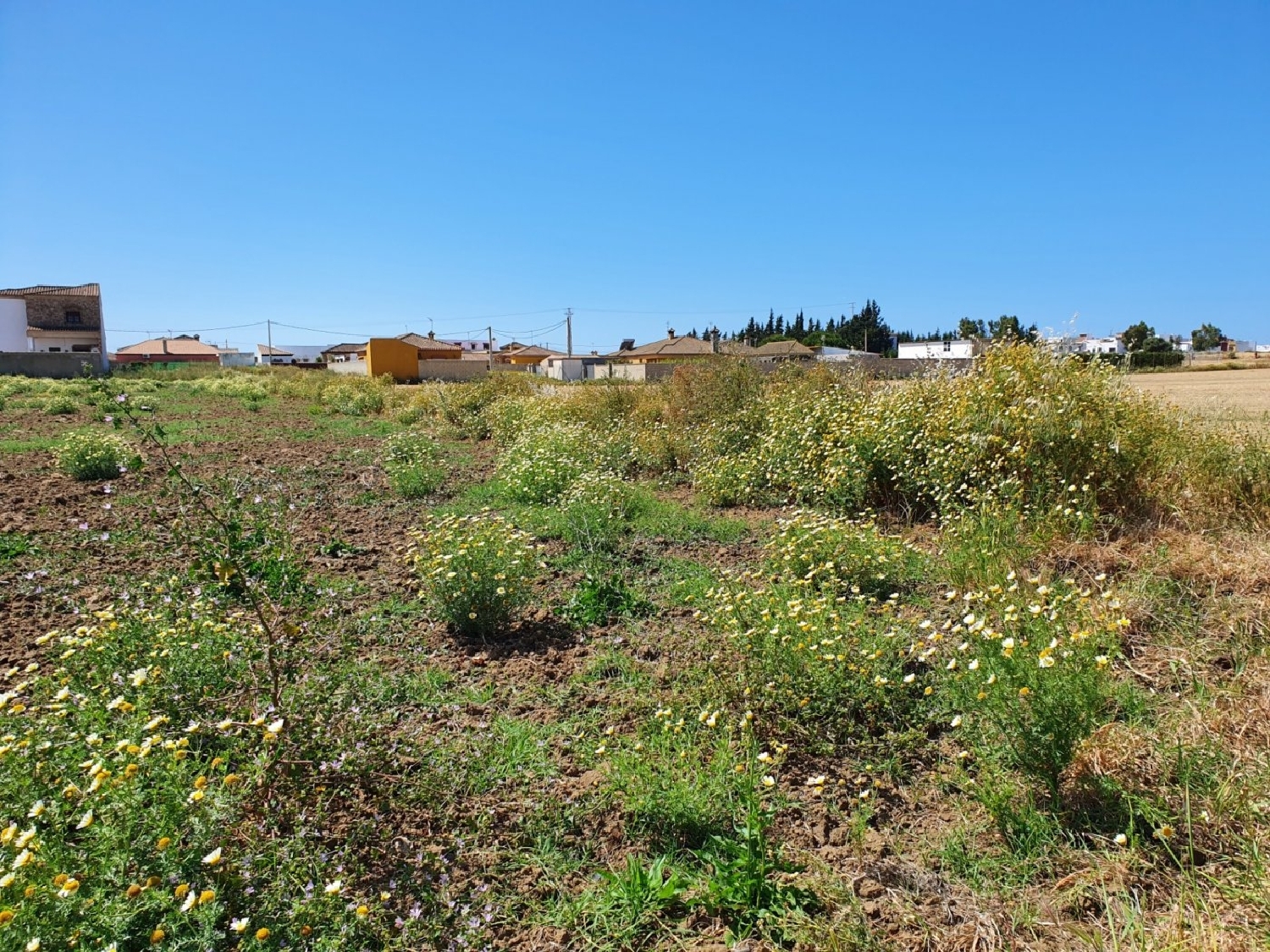 till salu tomt Pago De Melilla Bahía De Cádiz 3