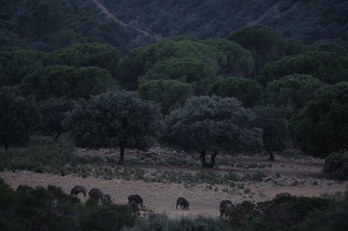 Pardaleras-Ciudad Jardín Badajoz tomt foto 6258083