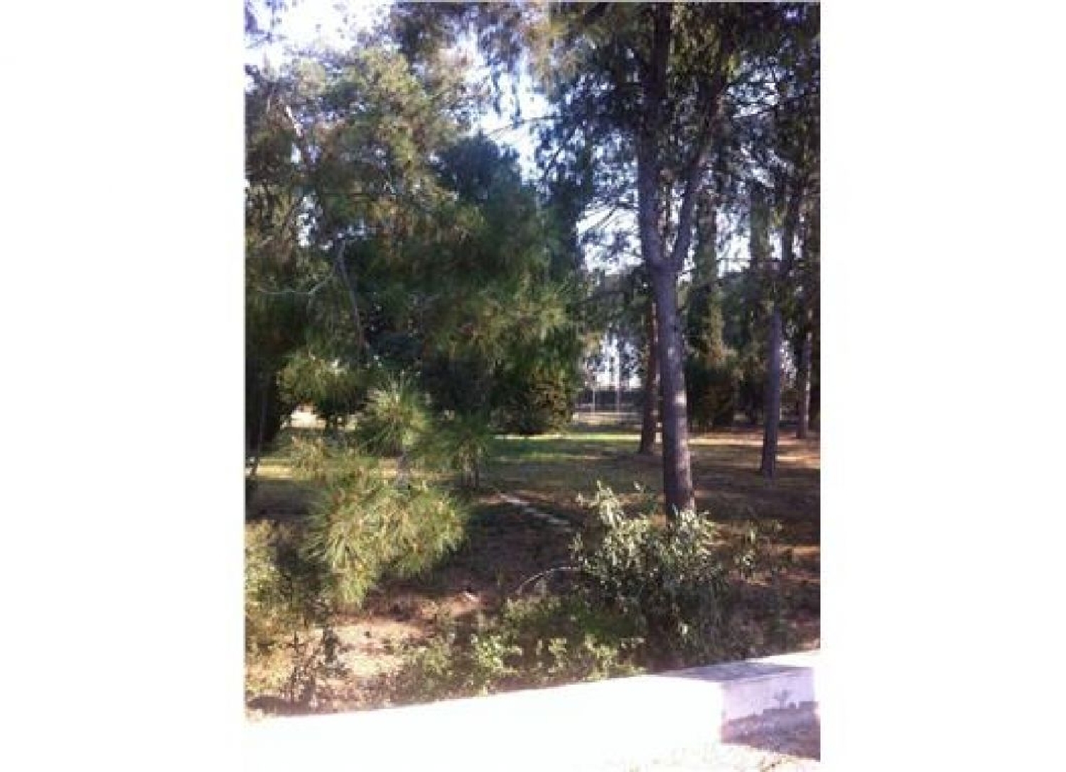  till salu tomt Parque De Las Palmeras Vega Media Del Segura 1