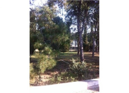 Parque De Las Palmeras Vega Media Del Segura tomt foto 6234364