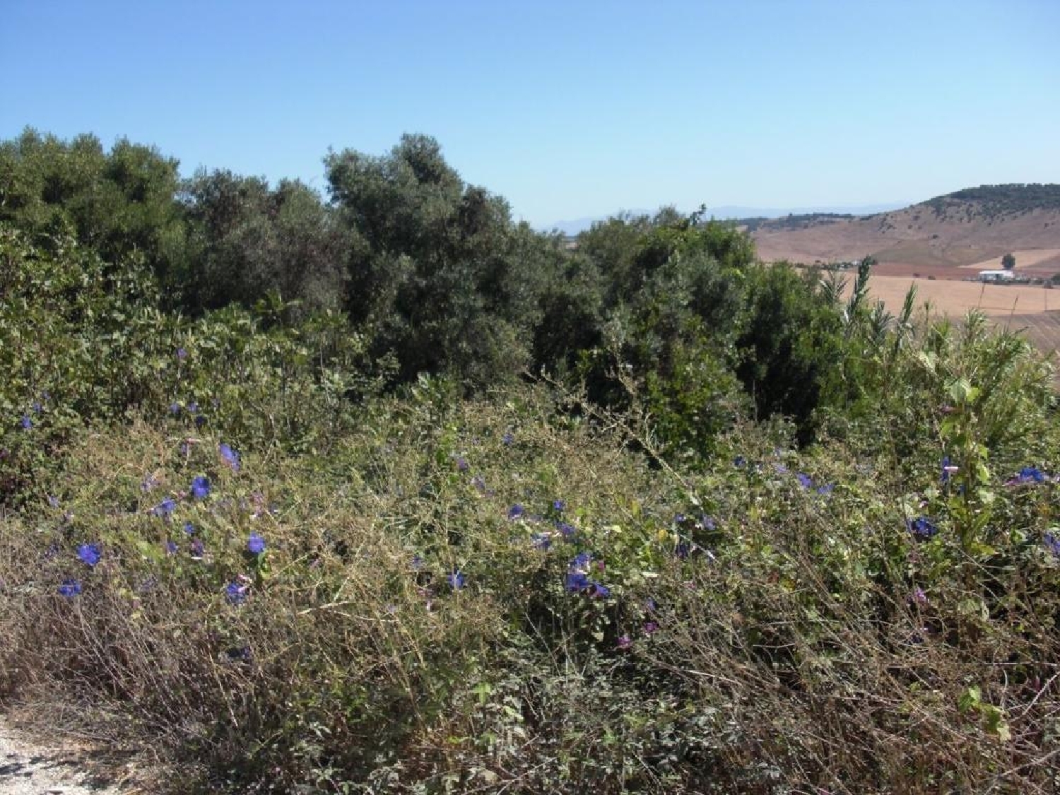  till salu tomt Parralejo Janda (La) 4