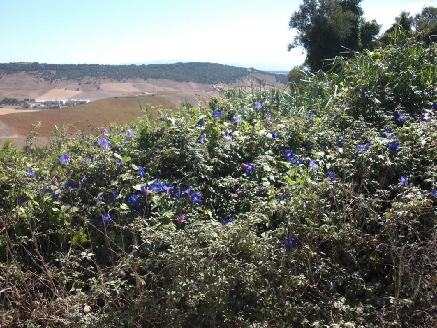 till salu tomt Parralejo Janda (La) 2