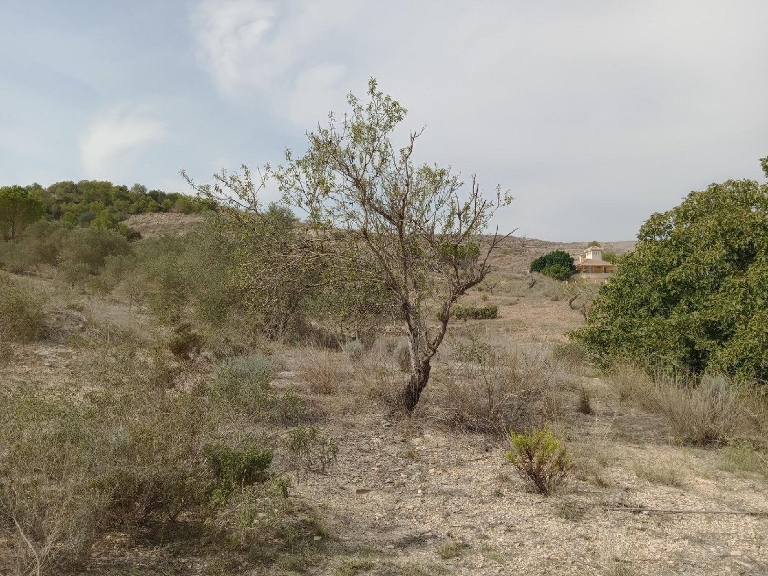  for sale plot Cuesta Blanca De Arriba Campo De Cartagena 4