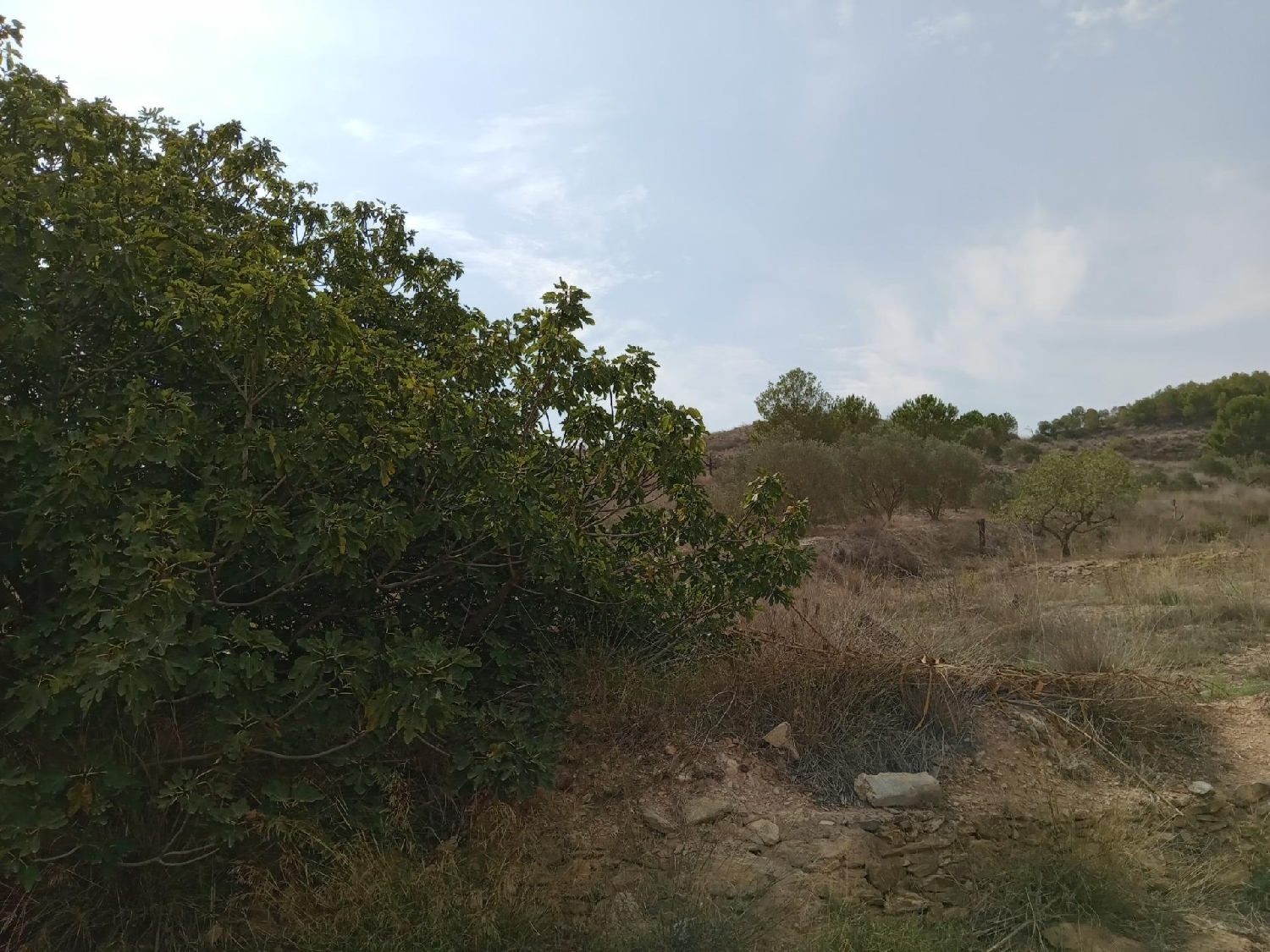  for sale plot Cuesta Blanca De Arriba Campo De Cartagena 7