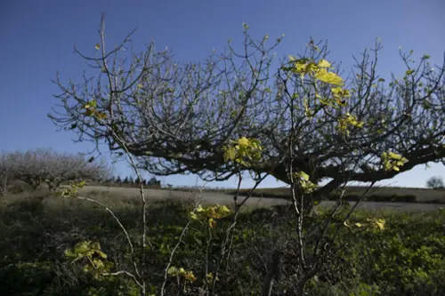 Pinar De Los Franceses Bahía De Cádiz tomt foto 6178742