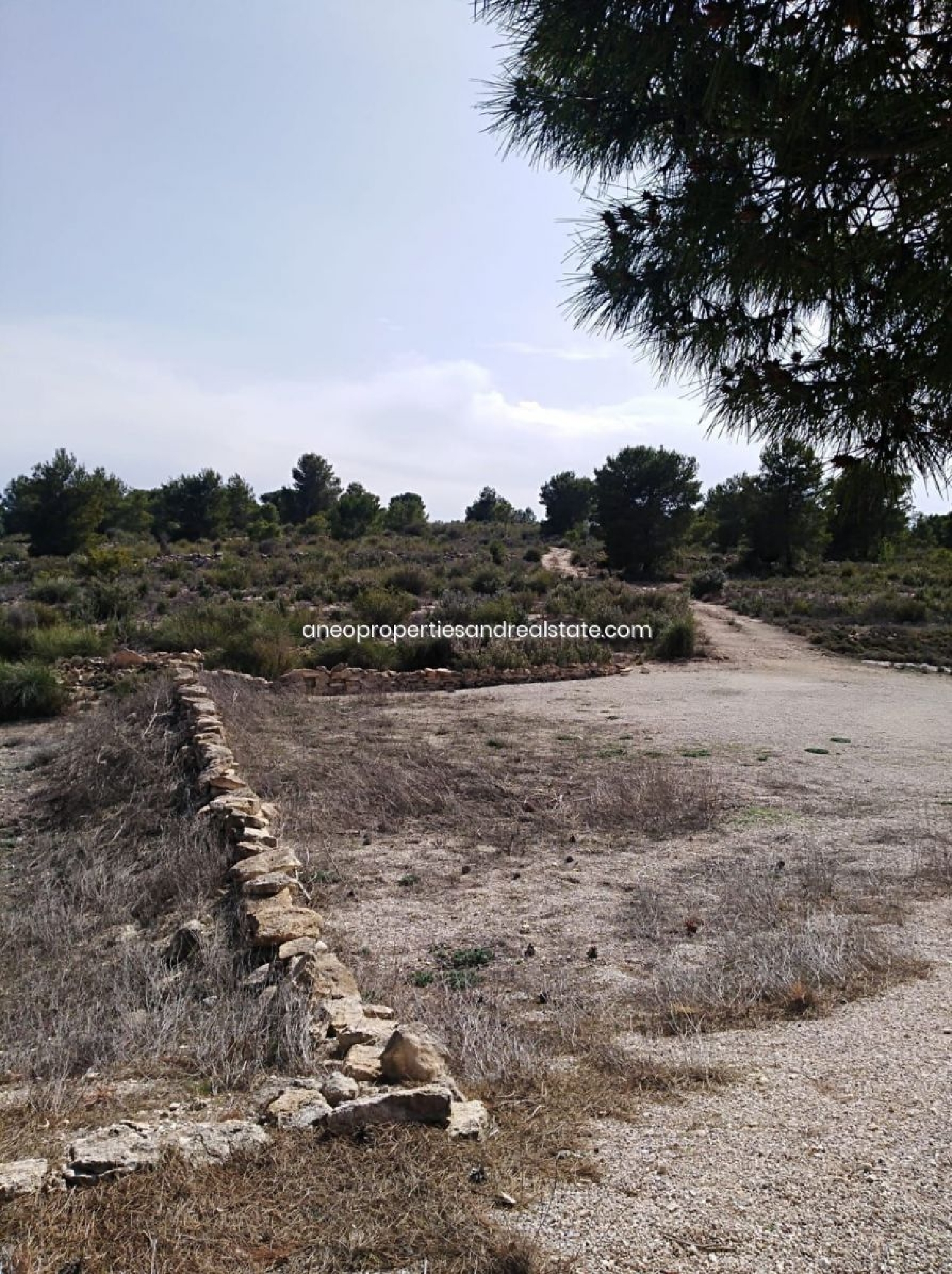  till salu tomt Pinoso Vinalopó Mitjà 7