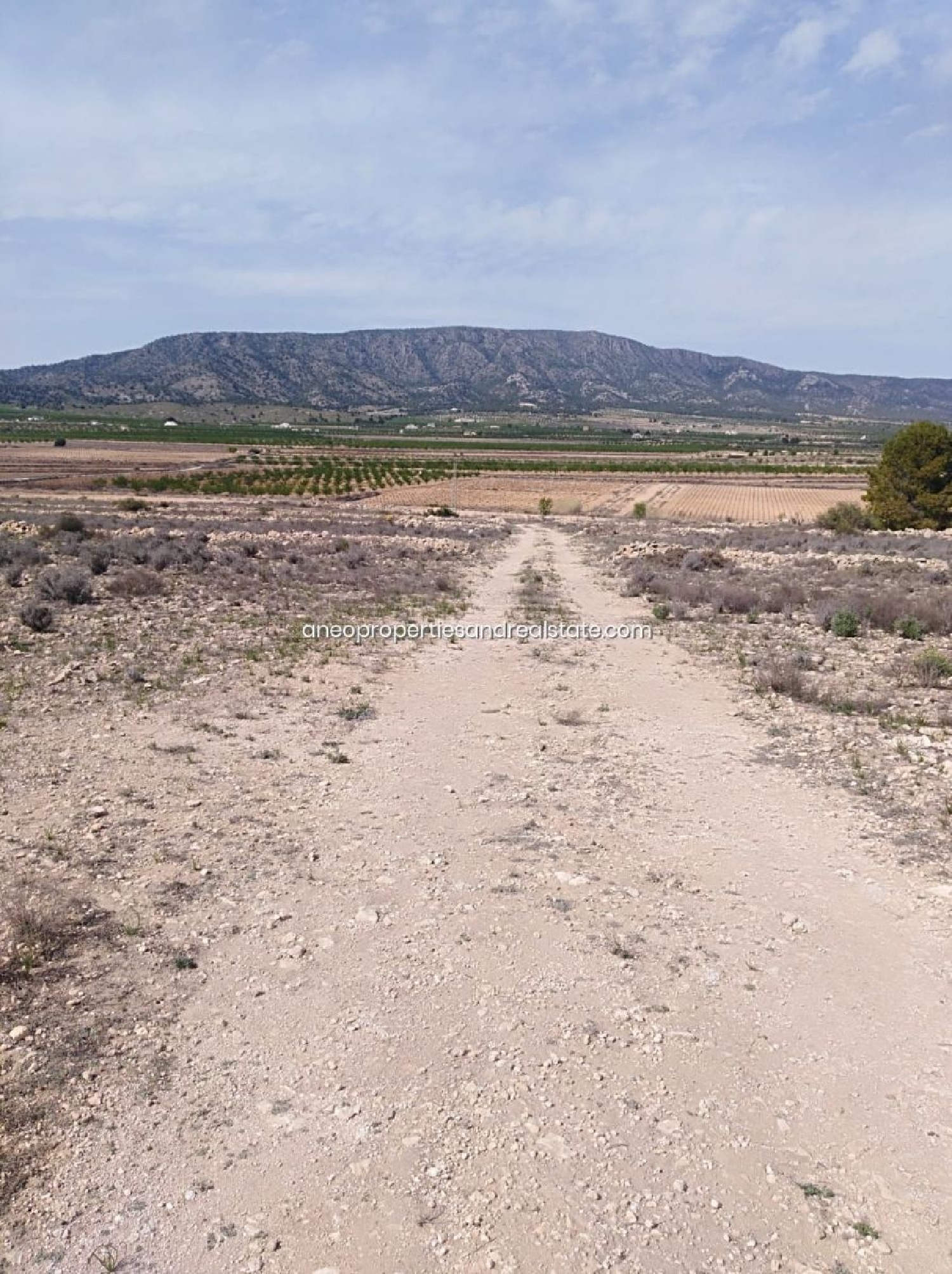  till salu tomt Pinoso Vinalopó Mitjà 8