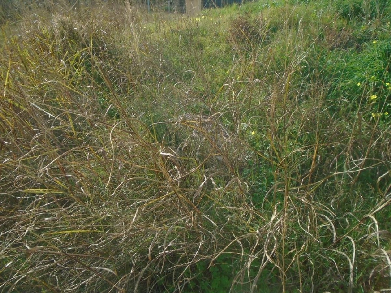  till salu tomt Poligono Industrial Plana Alta 6