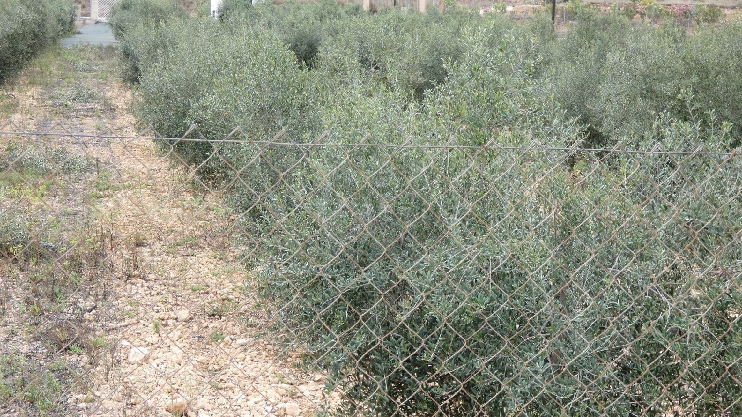  till salu tomt Hondón De Las Nieves Vinalopó Mitjà 5