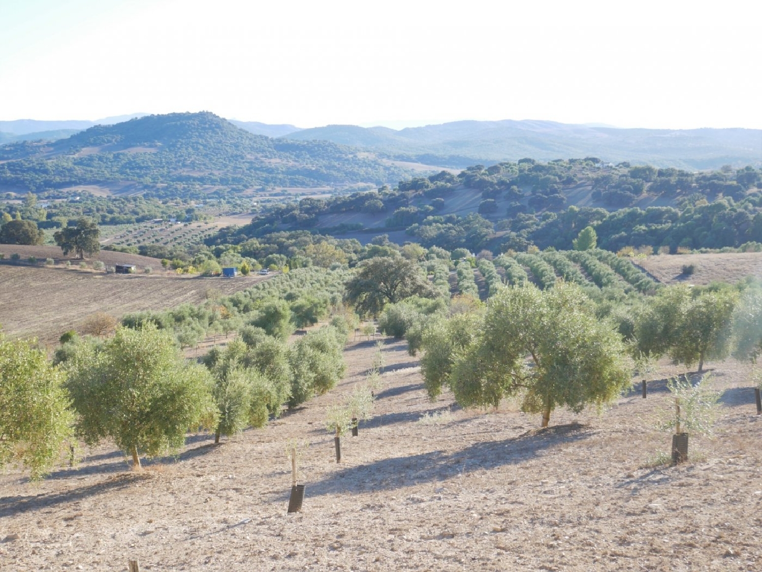  till salu tomt Prado Del Rey Sierra De Cádiz 2