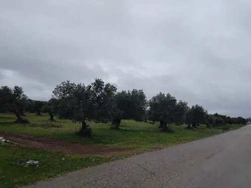 Pozo Amargo Sierra De Cádiz tomt foto 6210318
