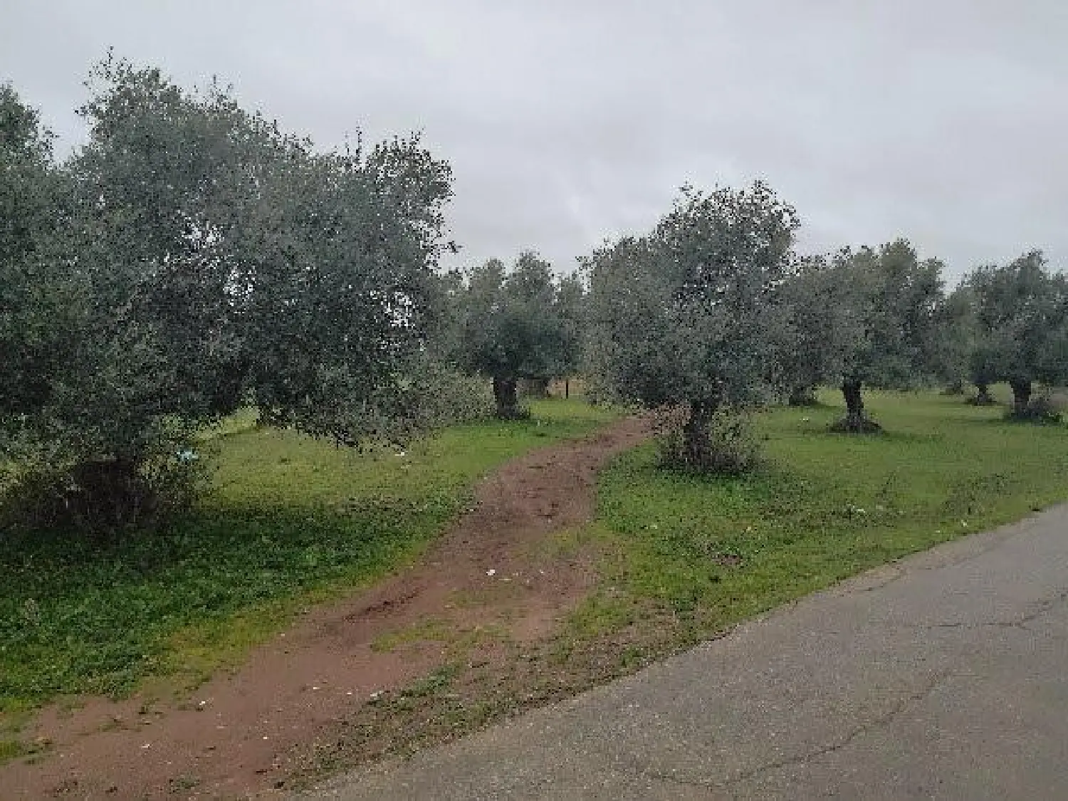  till salu tomt Pozo Amargo Sierra De Cádiz 7