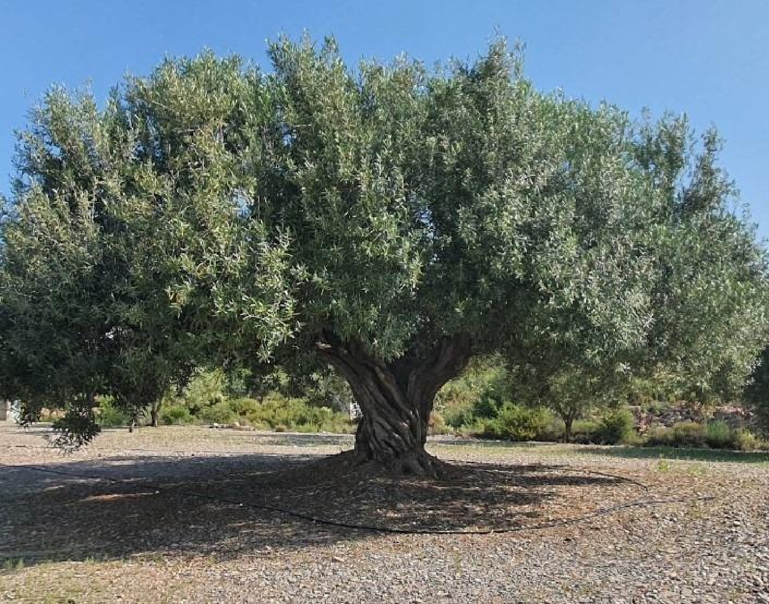 till salu tomt Puig I Lis Camp De Túria 2
