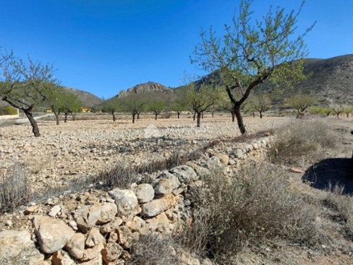 Raiguero De Bonanza Baix Segura tomt foto 6227356