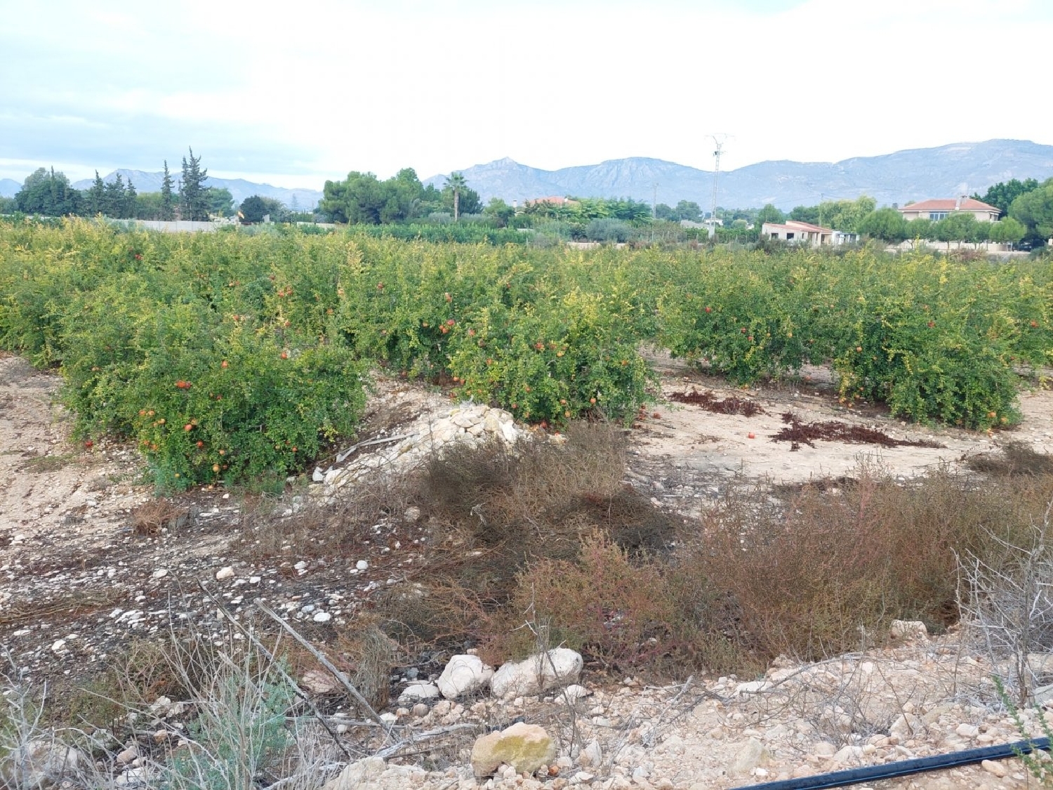  till salu tomt Rincón De Los Pablos Baix Vinalopó 6
