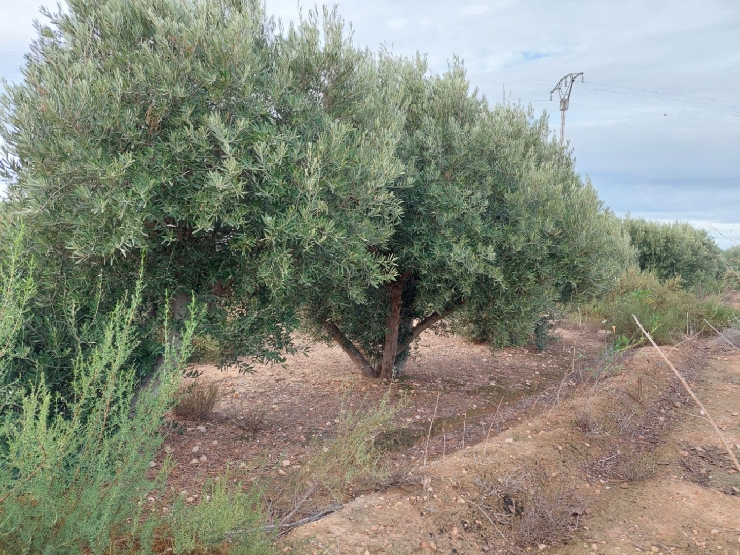  till salu tomt Rincón De Los Pablos Baix Vinalopó 5