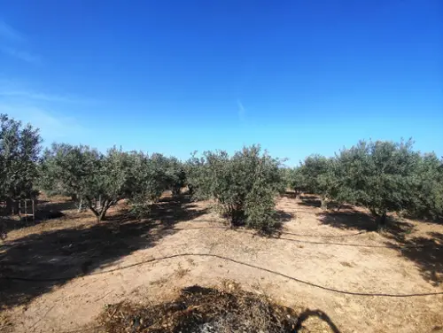 Rincón De Los Pablos Baix Vinalopó tomt foto 6213744