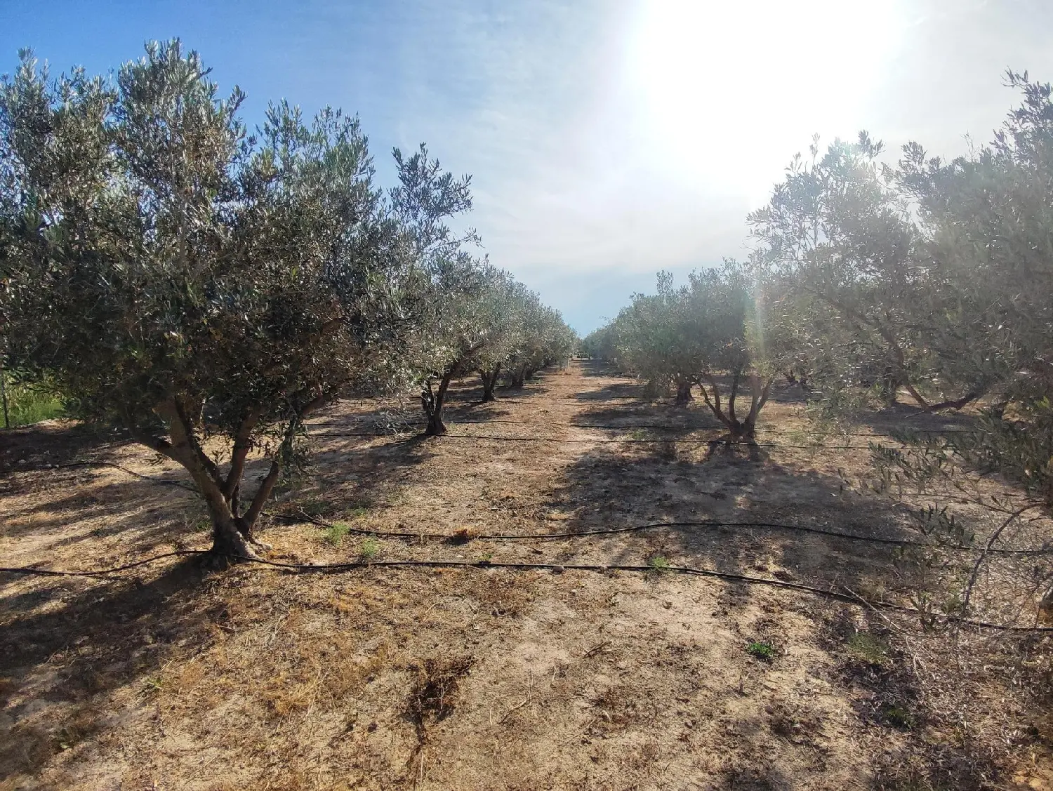 till salu tomt Crevillent Baix Vinalopó 2