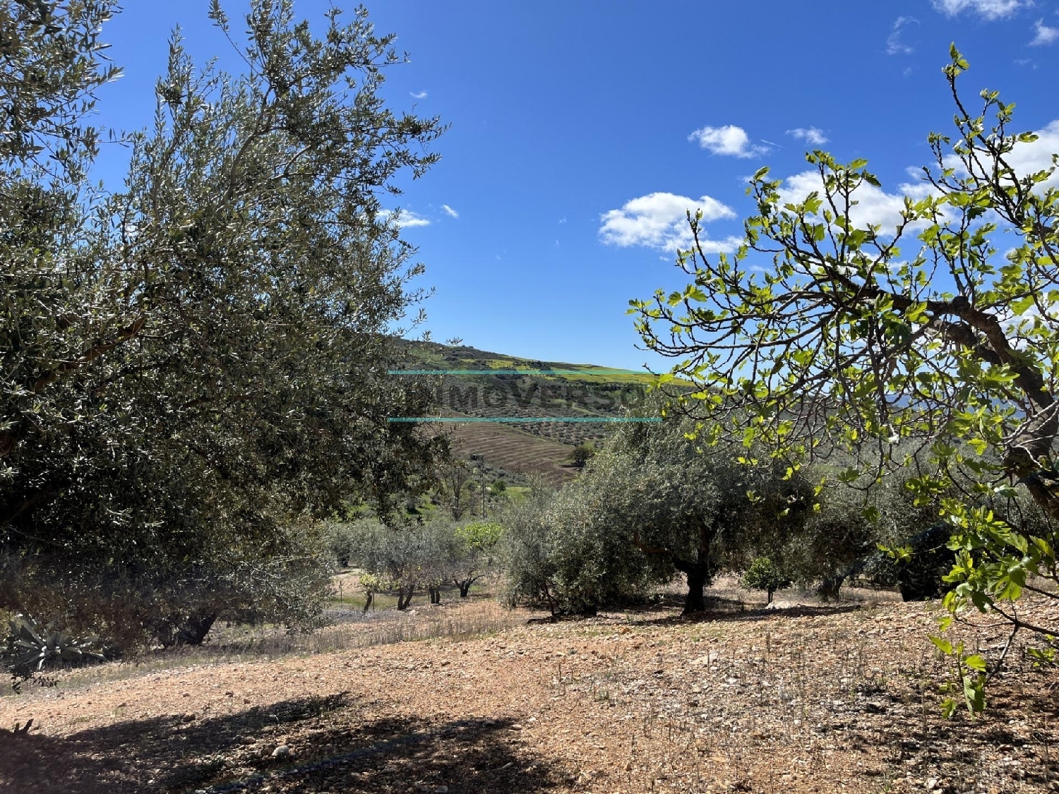  for sale plot Rio Seco Axarquía 6
