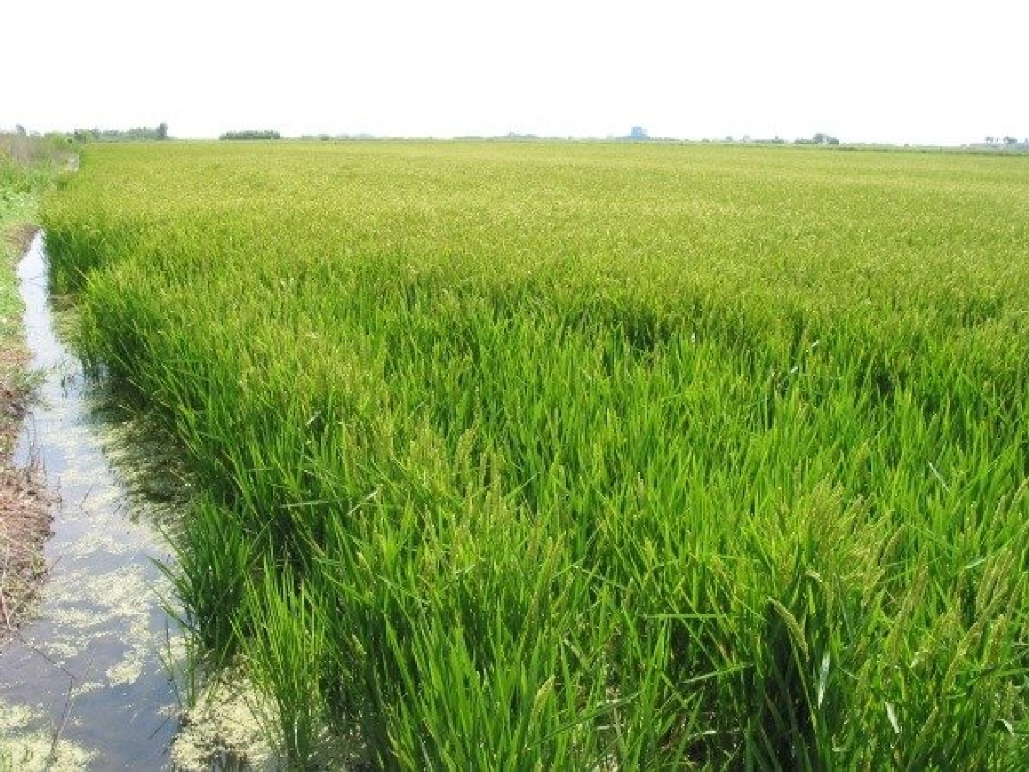 till salu tomt Riumar Baix Ebre 2