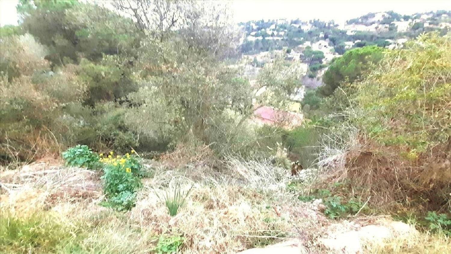  for sale plot Serra Brava Selva 4