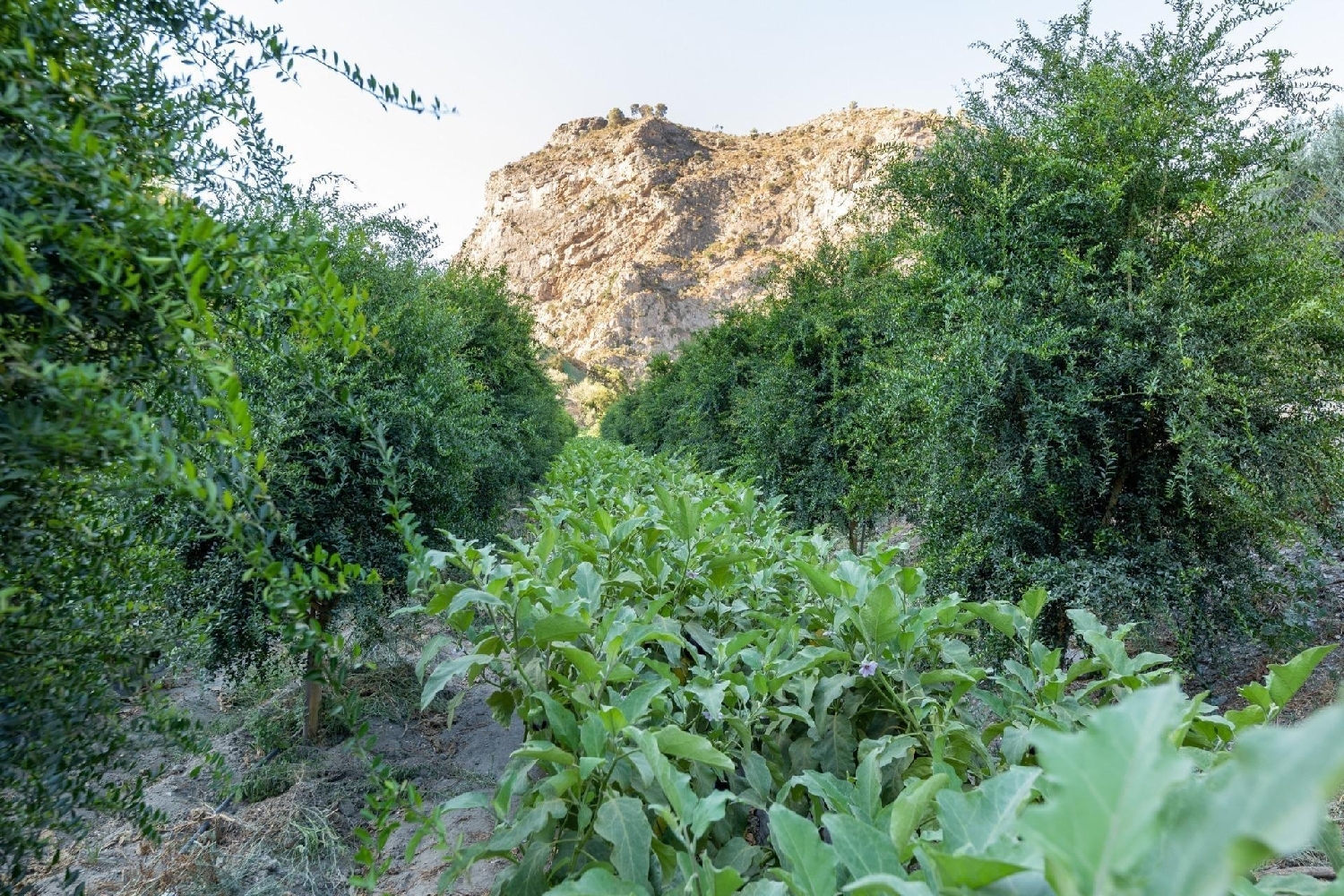  till salu tomt Capileira Alpujarra Granadina 7