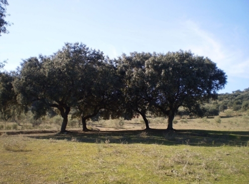 San Roque-Ronda Norte Badajoz tomt foto 6257888