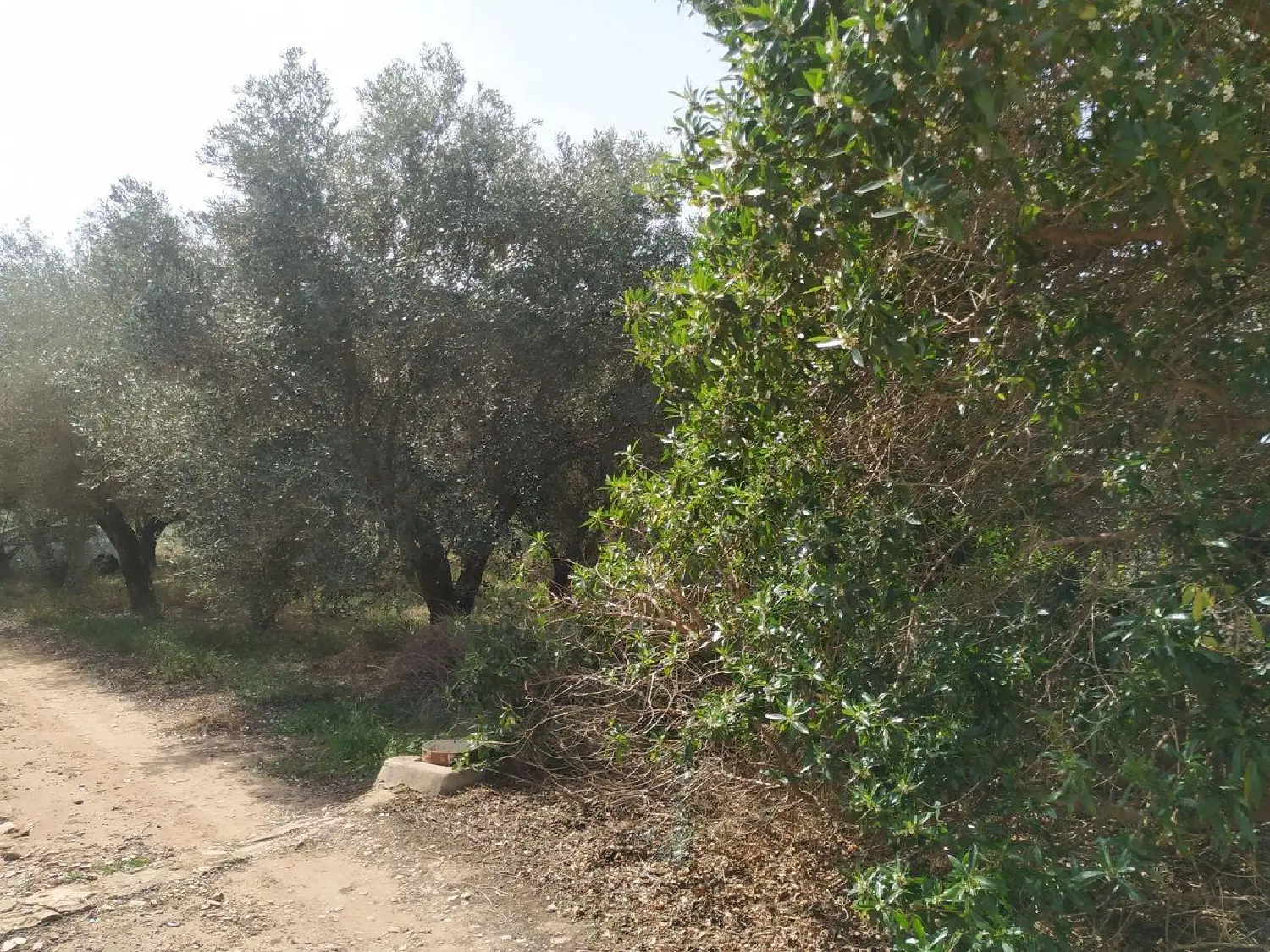 for sale plot Sant Carles De La Ràpita Montsià 2