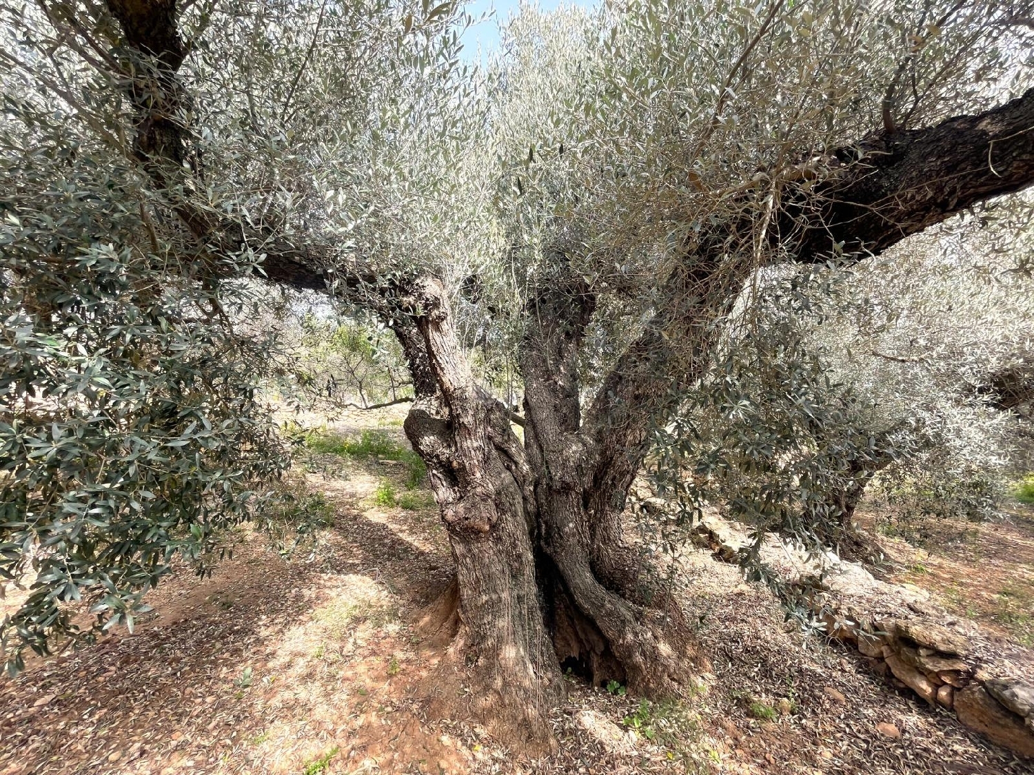  till salu tomt Sant Carles De La Ràpita Montsià 5