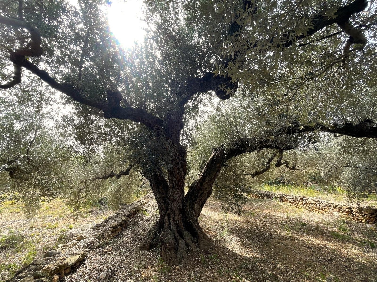  till salu tomt Sant Carles De La Ràpita Montsià 4