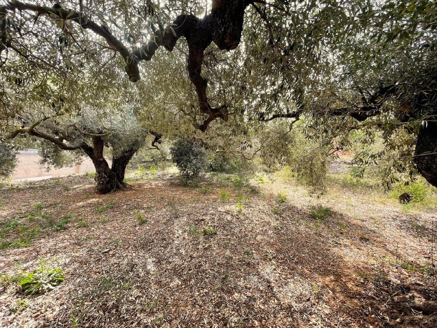  for sale plot Sant Carles De La Ràpita Montsià 4