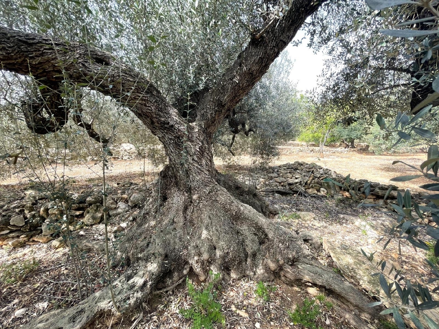 for sale plot Sant Carles De La Ràpita Montsià 2
