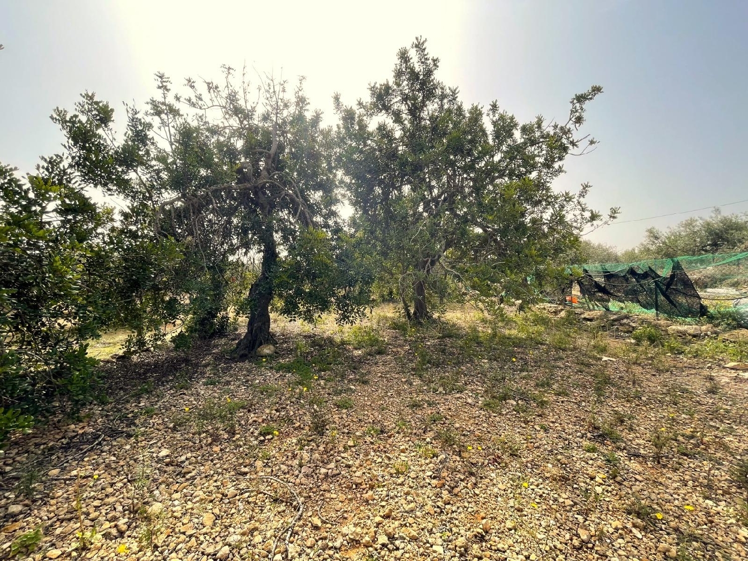 for sale plot Sant Carles De La Ràpita Montsià 3