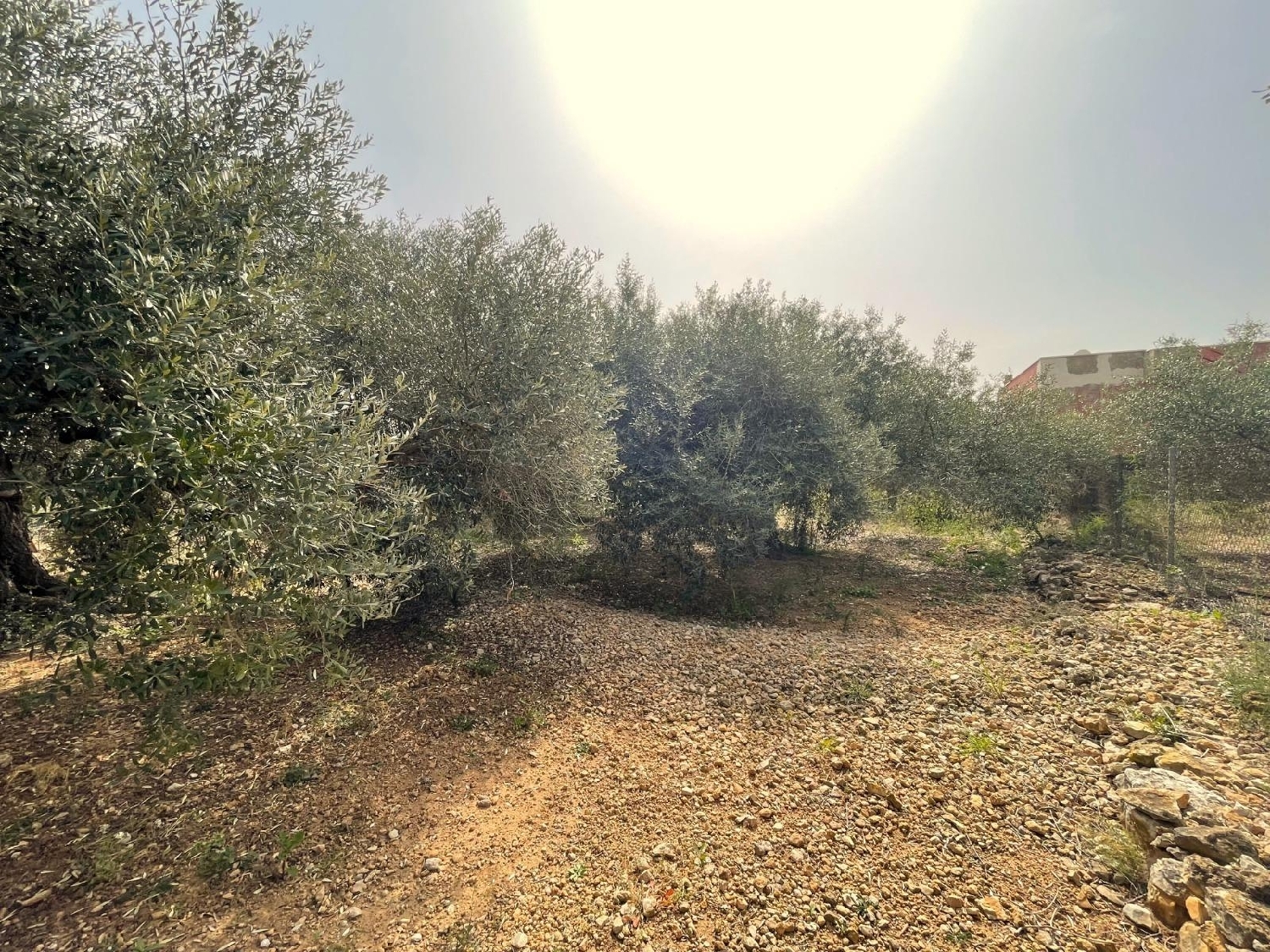  for sale plot Sant Carles De La Ràpita Montsià 5