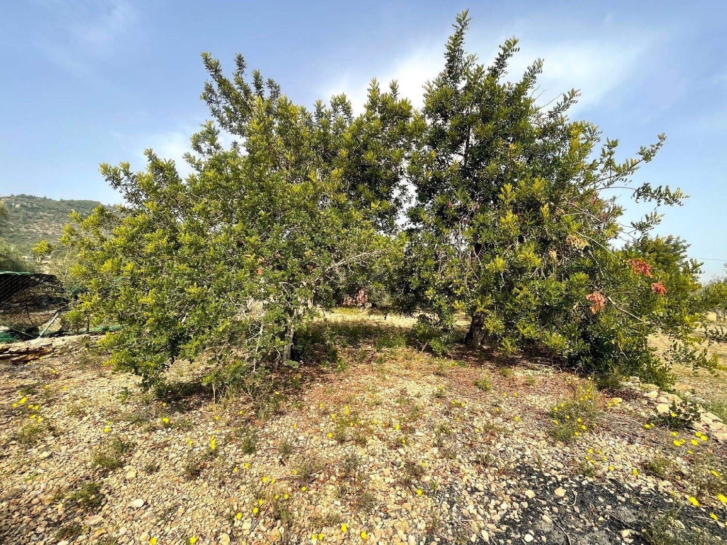  for sale plot Sant Carles De La Ràpita Montsià 8
